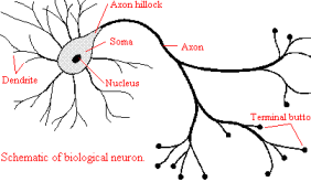 figure/biological_neuron