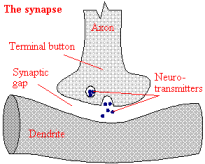 figure/synapse